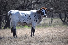 Brazos Moira 72/21