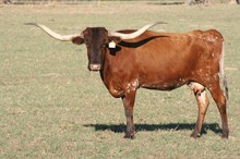 BRAZOS RED 029/3 BRAZOS RED 029/3