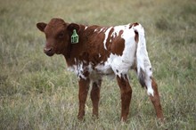 Brazos Fiona 107/22