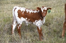 Brazos Kya 109/22