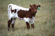 Brazos Celia 112/22