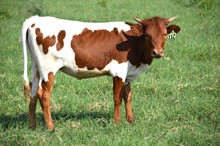 Brazos Celia 112/22