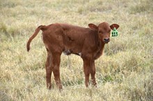 Brazos Malala 113/22