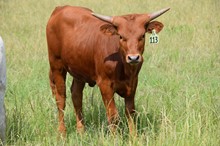 Brazos Malala 113/22