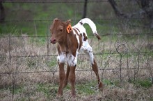 Brazos Sara 14/23