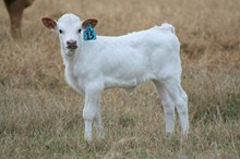 Brazos Rose Ghost