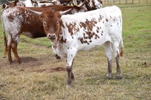 Brazos Jaimie 16/22
