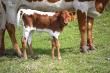 Brazos Ginger 22/23