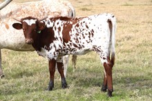 Brazos Foxy Eva 27/22