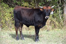 Brazos Mattie 30/22