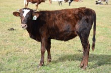 Brazos Sadie 35/22