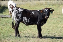 Brazos Rosie 36/22