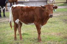 Brazos Cutie 41/22