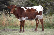 Brazos Maye 42/22