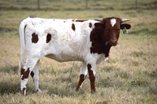 Brazos Tera 43/22