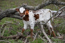 Brazos Foxy Lady 44/23