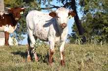 Brazos Springtime 47/22