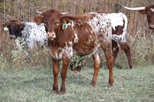 Brazos Sunshine 49/22