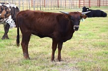 Brazos Nidia 5/22