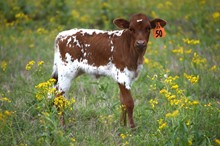 Brazos Amya 50/23