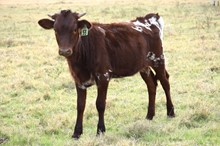 Brazos Janie 53/22