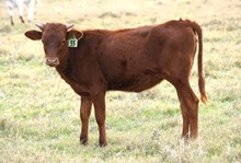 Brazos Iris 55/22