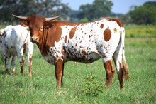 Brazos Royal Spice 66/22