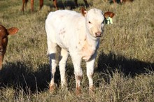 Brazos Roda 71/22
