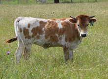 Brazos Snookie 76/22