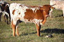 Brazos Tara 8/22