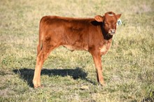 Brazos Ceara 83/22