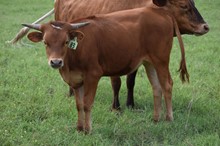 Brazos Ceara 83/22