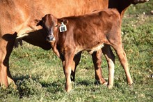 Brazos Breanna 84/22