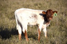 Brazos Lorna 90/22
