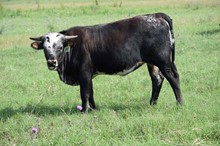 Brazos Kaliko 95/22