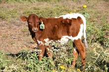 Brazos Mattie 96/22