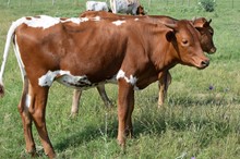 Brazos Mattie 96/22