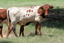Brazos Country Star 697