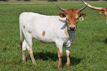 Brazos Maudie 97/22