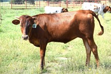 Brazos Juliet 98/22