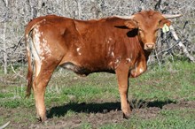 BRAZOS ROSE AMBER