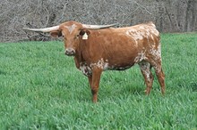 BRAZOS ROSE BELLE BRAZOS ROSE BELLE