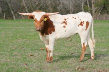BRAZOS ROSE CHARLOTTE BRAZOS ROSE CHARLOTTE