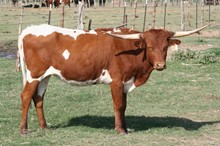 BRAZOS ROSE DIXIE CHICK BRAZOS ROSE DIXIE CHICK