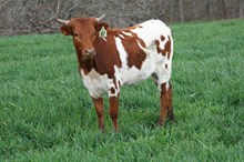 BRAZOS ROSE FAYBELLE
