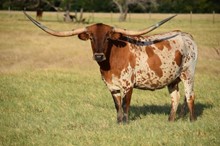 Brazos Rose Laura 843