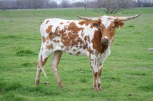 BRAZOSROSE SPOTTED PEARL BRAZOSROSE SPOTTED PEARL