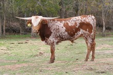 Brazos Rose Superstar