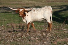 BRAZOS ROSE TILLY