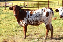Brazos Royal Spice 66/22